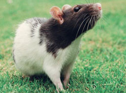 Animal Facts - Rats